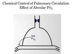 Unlike the systemic circulation, the pulmonary vessels constrict when they encounter
hypoxia.  When would a little vasoconstriction of a pulmonary artery be a good thing for high altitudes? When does it become pathological? How does this help to maintain