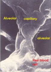 Alveolar capillaries are thin vessels that surround the alveoli. Extra-alveolar vessels run 
through the stromal tissue rather than around the alveoli. The alveolar vessels carry red blood cells
in close proximity to the alveoli and thus allow for diffu