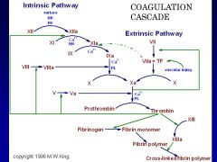 Briefly describe Extrinsic, Intrinsic, and Common clotting pathway, and what the KEY PROTIEN INTERCONNECTIONS ARE THAT YOU SHOULD DEFINITELY KNOW!!!