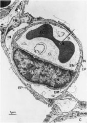 Electron micrograph showing a pulmonary capillary (C) in the alveolar wall. Note the extremely thin blood-gas barrier of about 0.3 µm in some places. The large arrow indicates the diffusion path from alveolar gas to the interior of the erythrocyte (EC) an