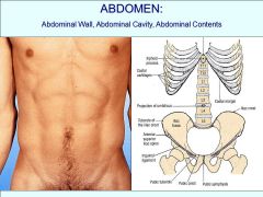How can we divide up the abdomen in to 9 anatomical surface areas. What are all the different name