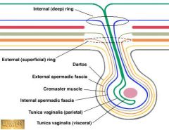 What four areas make up the inguinal canal and where are they located? Muscles? Aponerosis? Ligatments? Tendons?