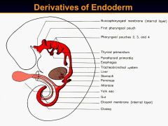 Where does the foregut, mid gut, and hind gut end respectively?
