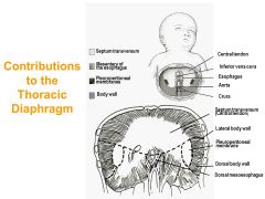 A region of mesenchyme which is anterior to the developing heart, the septum transversum, will form a large part of the diaphragm. As the septum transversum folds, it comes into contact with structures that are in the way of its eventual contact with the 