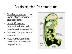 Why are there 4, and not TWO layers of the greater omentum?
