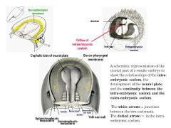 INTRAEMBRYONIC and EXTRAEMBRYONIC COELOMS are connected in areas where there  are SOMITES!!! This occurs because the growing intraembryonic coelom between the two layers of the  lateral plate mesoderm eventually “ruptures,” spilling the intraembyronic coe