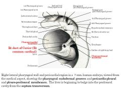 How does the division between the lungs and the heart (PLEUROPERICARDIAL MEMBRANE)