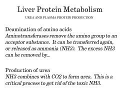 THE LIVER= DETOX ACIDS AND MAKE UREA!!

also... synthesis of plasma proteins and transamination... 

without liver= Acid /base problems (acidosis) AND toxic levels of NH3 (amonnia)

Also balance of oncotic pressure( makes plasma proteins)
