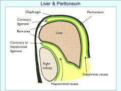 LIVER= INTRAPERITONEAL ORGAN EVEN THOUGH IT DOESN'T HAVE A MESENTARY

bare area= directly on diaphram... no peritonium