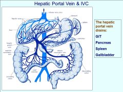 What are all the veins that drain in to the hepatic portal vein?