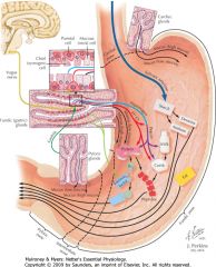 What do the Cardiac, Fundic/ gastric, and Pyloric glands secrete in to the stomach, and what do they do?
