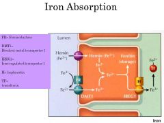 Free iron is toxic to the cells, so to get into the enterocyte (from duodenum and jejunum), iron needs a carrier protein (DMT1)to cross the membrane and enter cell.