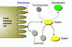 ENTEROKINASES IN THE LUMEN of the small intestine (AND ONLY FOUND IN THE LUMEN) help activate trypsinogen -->  trypsin so it is only active in the lumen!!