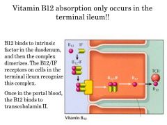 The journey of Vitamin B12

eat--> bound by R proteins in mouth--> R proteins destoryed by tripsin in stomach--> intrinsic factor protects B12 in stomach and protects it from pancreatic proteases--> Which cells produce intrinsic factor (binds to B12) th