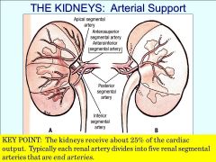 The renal veins and arteries are ginourmous since they do a lot of filtering. (25% of CO)

Which renal vein is shorter? Which renal artery is shorter? Why?!