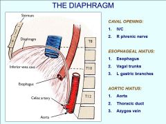 Where are the different openings of the diaphram located?