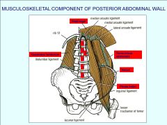 What is directly under the medial arcute ligament of the diaphram?