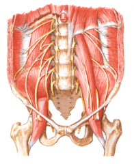 What is the one obvious easy to identify nerve? which nerve goes directly through the psoas major muscle?

Which one can be pinched by the inguinal tendon?

Where are all these nerves coming from!?!