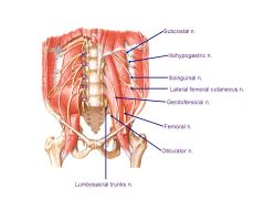 The gentiofemoral nerve goes through psoas
FEMORAL nerve goes through that corner

all coming from LUMBAR PLEXUS