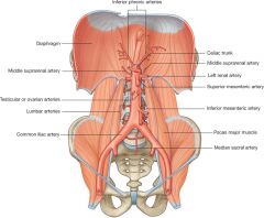 Phrenic [inferior]
Celiac
Superior mesenteric
Suprarenal [middle]
Renal
Testicular ["in men" only]
Lumbars
Inferior mesenteric
Sacral
