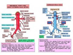 1. Phrenic artery--> superior surarenal artery
2. median surparenal artery
3. renal artery--> inferior suprarenal artery