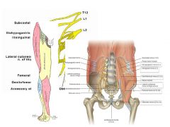 Which abdominal nerve is responsible for the CREMASTERIC REFLEX??
