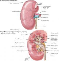The kidneys are situated retroperitoneally on either side of the posterior abdominal wall. In an adult, the kidneys are reddish-brown, bean-shaped organs, each weighing approximately 150 grams. Each kidney is surrounded by a dense connective tissue capsul