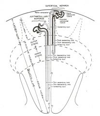 DIVISIONS OF KIDNEY MEDULLA

Transitions from one segment of the loop of Henle to another occur at specific depths within the substance of the medulla. These regular transitions together with changes in the surrounding vasculature and interstitial tissu