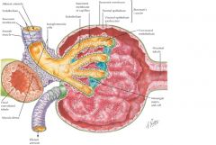 renal gu smp objectives som dialysis serious son need flashcards cram