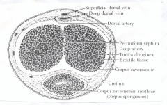 Penis
a. The penis consists of the urethra and three parallel cavernous bodies.  Two of these, the paired corpus cavernosa lie dorsally.  The corpus spongiosum (also called corpus cavernosa urethrae) surrounds the urethra, begins at the base of the penis