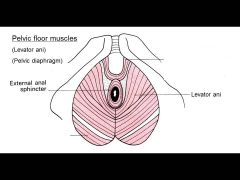 Pelvic floor muscles! (supplied by the  pudendal nerve)
