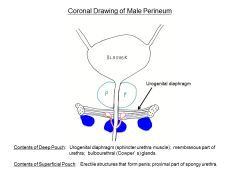 This is a cornal image of the pubic arches