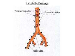 What is the one thing you should remember about lymph drainage if you completely black-out during the practical?