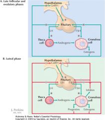 The hypothalamic-pituitary-ovarian axis is characterized by both positive and negative feedback over the course of a menstrual cycle. Initially, GnRH stimulates release of LH and FSH by the pituitary; estrogen synthesized by developing ovarian follicles h