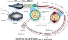 Spermatogenesis is a complex process that begins with mitotic division of spermatogonia to form primary spermatocytes, along with additional spermatogonia (unlike women, in whom there are a fixed number of primary oocytes by the time of birth, the number 