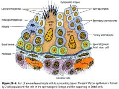 What is the SUPER impoertan job of the SERTOLI cells? Hint: how come our immune system doesnt FREAK OUT and destroy the testis?