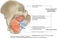 Apertures in the pelvic wall
Each lateral pelvic wall has three major apertures through which structures pass between the pelvic cavity and other regions:
the obturator canal;
the greater sciatic foramen; and
the lesser sciatic foramen.
Obturator can