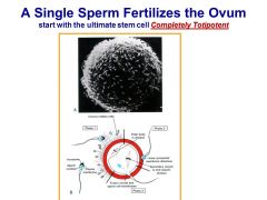 A Single Sperm Fertilizes the Ovumstart with the ultimate stem cell Completely Totipotent