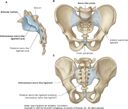 Where do the lumbar sacral joints sit relevant to this?