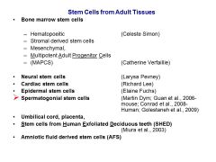 Describe two different theorires about how adult stem cells work...