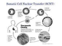 What is the power behind somatic cell nuclear transfer?