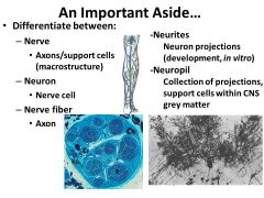 Nerve= Axons/support cells (macrostructure)
Neuron= Nerve cell
Nerve fiber = Axon
Neurites = Neuron projections (development, in vitro)
Neuropil=  Collection of projections, support cells within CNS grey matter