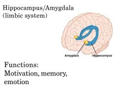 Intro To Neuroscience Flashcards - Cram.com