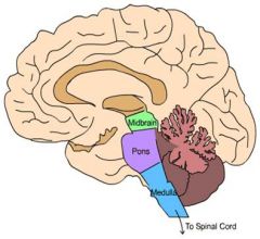 Intro To Neuroscience Flashcards - Cram.com