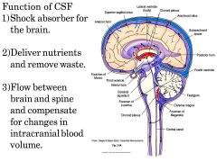 As you can see, cerebral spinal fluid has many SUPER important functions... (shock absorber, nutrient deliver, and homeostasis of blood volume). So what all makes up the VENTRICULAR SYSTEM that is filled with CSF