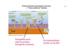 Look at this picture and think carefully about different membrane proteins.... 
DEFINE the terms “Active” and “Passive” transport mechanisms. DESCRIBE the difference between Na/K pump and ionic channels.