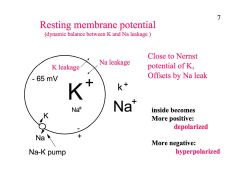 DEFINE membrane “resting” and “action” potential,