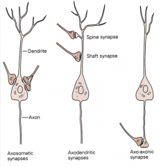 Which one of these synapses is INHIBITORY? Excitatory?