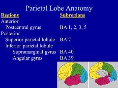 What happens in the PARIETAL  lobe? What happens with a lesion in this area?