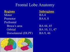 What happens in the FRONTAL  lobe? What happens with a lesion in this area?